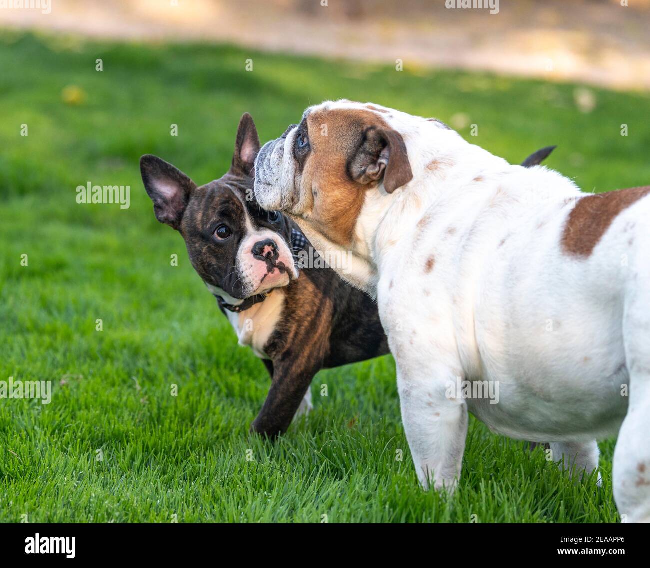 Un jeune chiot bringé en train de découvrir un boudogue blanc Banque D'Images