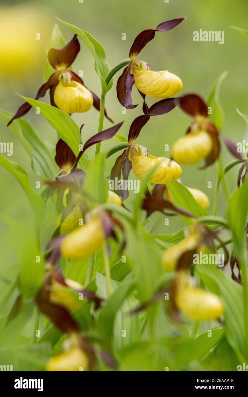 Une bande d'orchidées de pantoufles Banque D'Images
