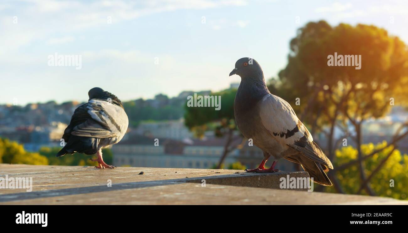 Deux colombes sur le mur à Rome au coucher du soleil Banque D'Images