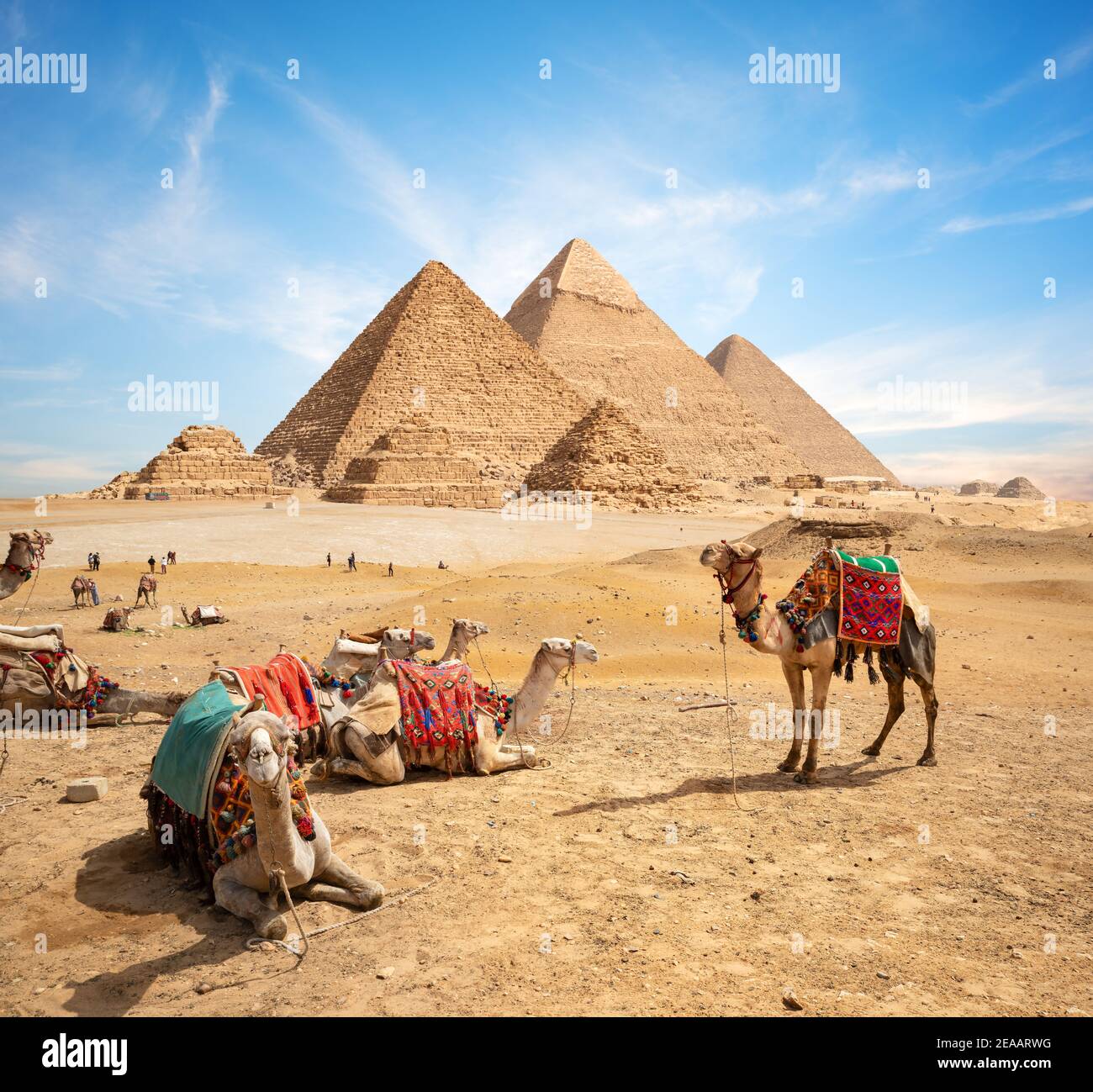 Des chameaux dans le désert de sable près des montagnes au coucher du soleil Banque D'Images