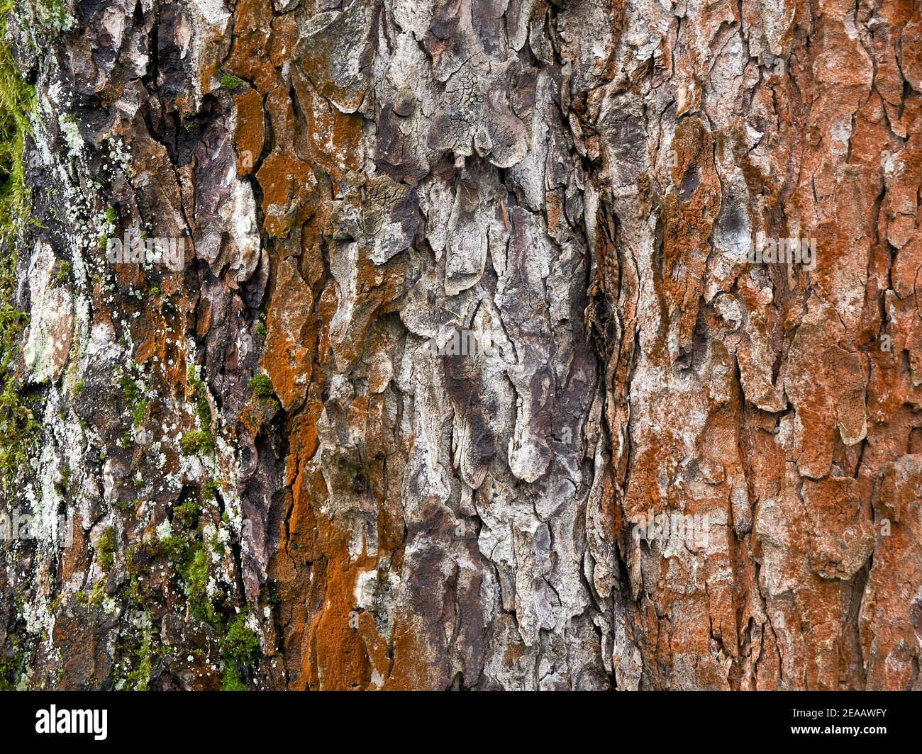 Gros plan de fond d'écorce d'arbre écailleux multicolore, texture rugueuse Banque D'Images