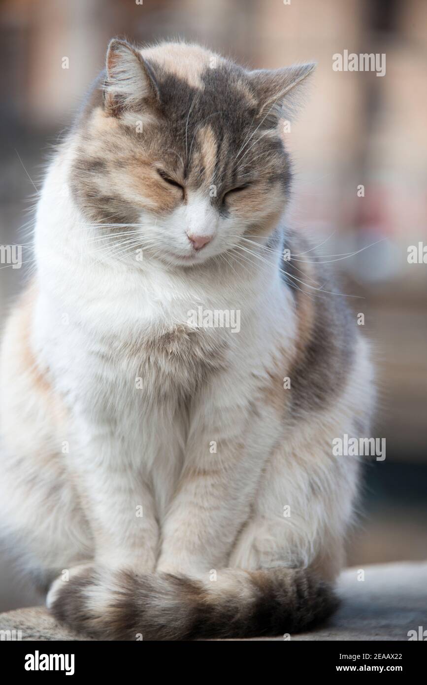 Largo di Torre Argentina, demeure d'une colonie de chats, Rome Banque D'Images