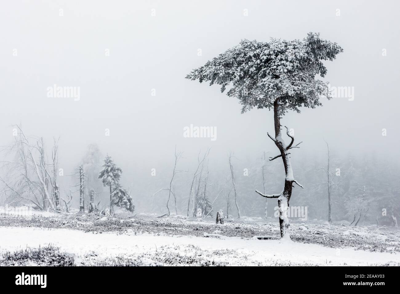 07 décembre 2020, Winterberg, pays aigre, Rhénanie-du-Nord-Westphalie, Allemagne, paysage de neige sur la montagne Kahler Asten temps de crise de la couronne pendant la seconde partie de l'enfermement. 00X201207D054CARO Banque D'Images