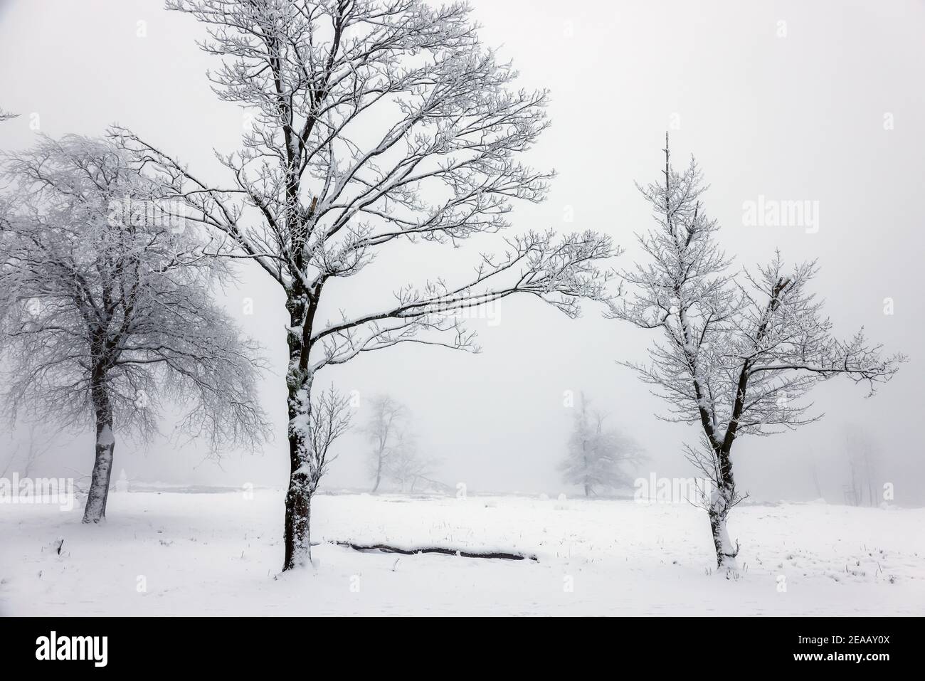 07 décembre 2020, Winterberg, pays aigre, Rhénanie-du-Nord-Westphalie, Allemagne, paysage de neige sur la montagne Kahler Asten temps de crise de la couronne pendant la seconde partie de l'enfermement. 00X201207D046CARO Banque D'Images