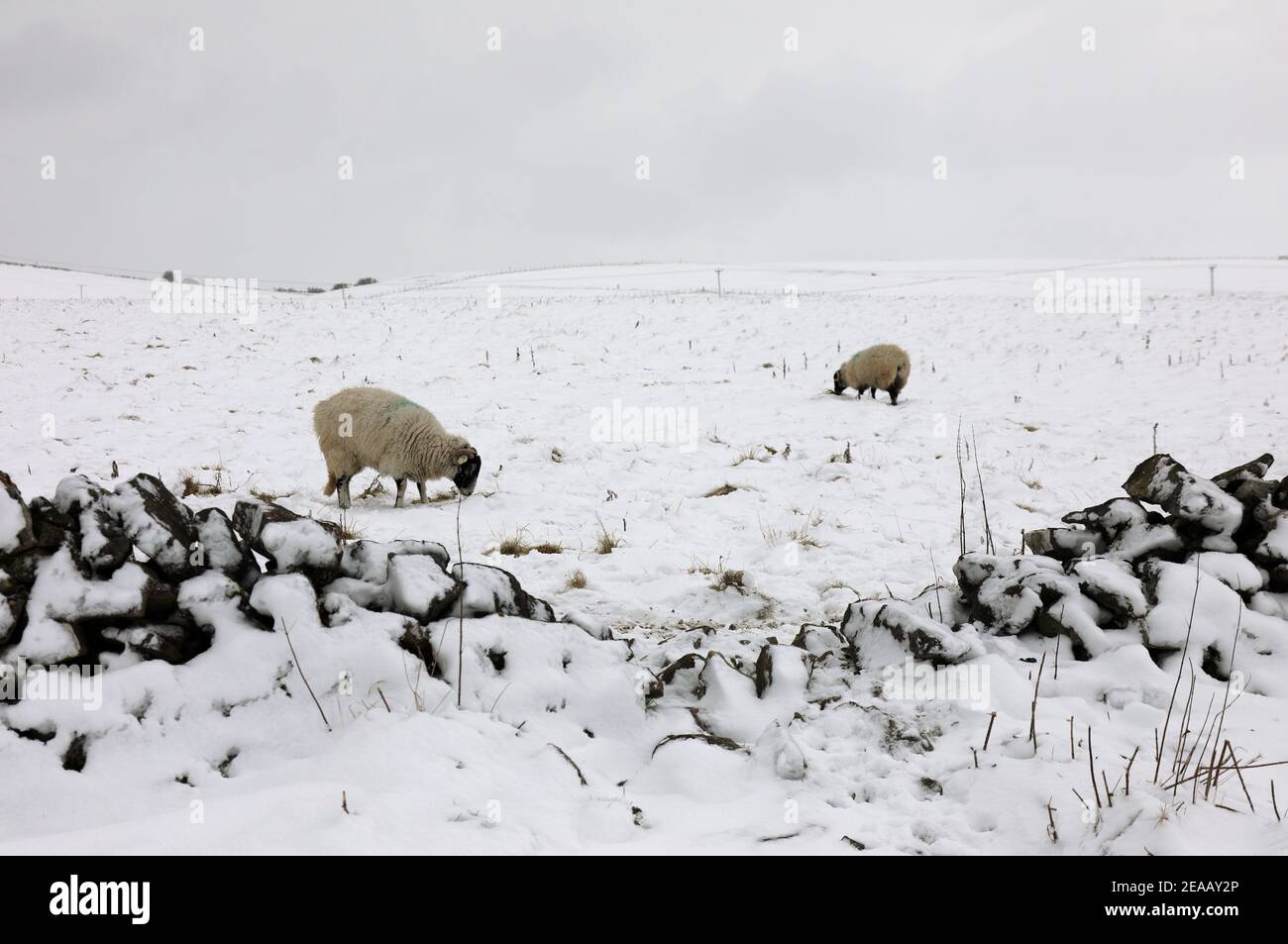 Neige d'hiver sur une ferme de collines du Derbyshire Banque D'Images