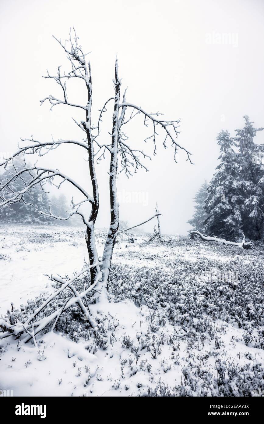 07 décembre 2020, Winterberg, pays aigre, Rhénanie-du-Nord-Westphalie, Allemagne, paysage de neige sur la montagne Kahler Asten temps de crise de la couronne pendant la seconde partie de l'enfermement. 00X201207D059CARO Banque D'Images