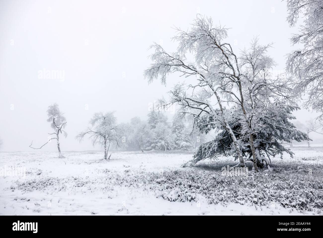 07 décembre 2020, Winterberg, pays aigre, Rhénanie-du-Nord-Westphalie, Allemagne, paysage de neige sur la montagne Kahler Asten temps de crise de la couronne pendant la seconde partie de l'enfermement. 00X201207D061CARO Banque D'Images