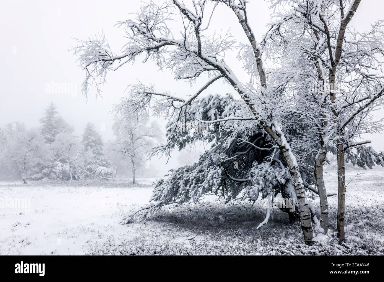 07 décembre 2020, Winterberg, pays aigre, Rhénanie-du-Nord-Westphalie, Allemagne, paysage de neige sur la montagne Kahler Asten temps de crise de la couronne pendant la seconde partie de l'enfermement. 00X201207D060CARO Banque D'Images