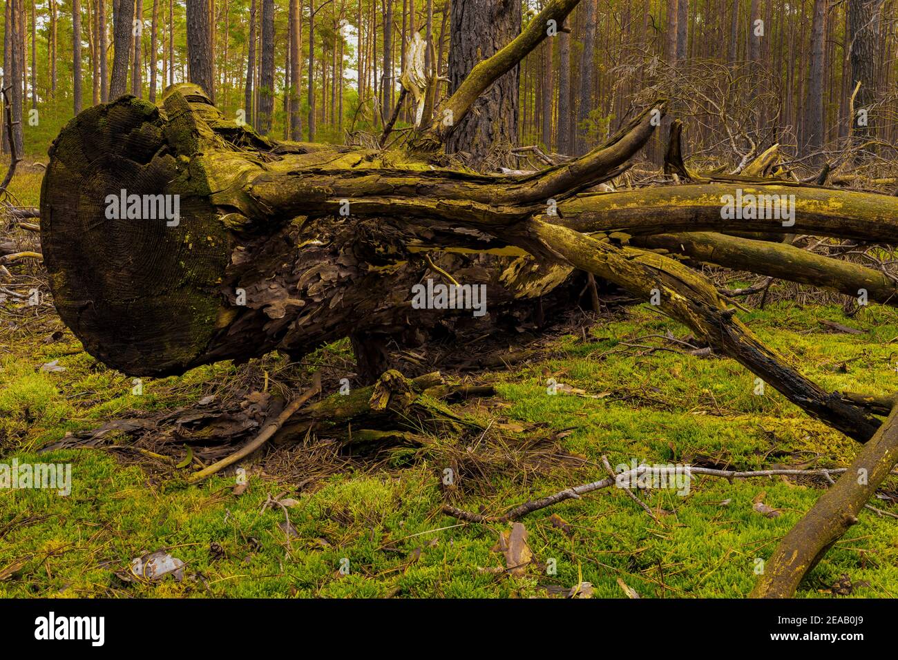 Vieux pin mort dans la forêt, l'arbre se trouve sur le plancher de la forêt, le sol de la forêt recouvert de mousse ... Banque D'Images