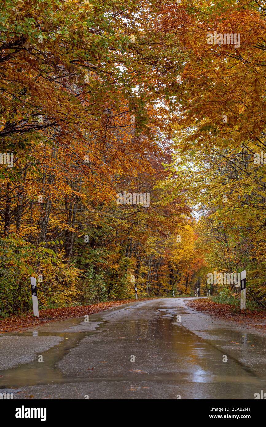 Route de campagne sous la pluie à travers une forêt en automne, haute-Bavière, Bavière, Allemagne, Europe Banque D'Images