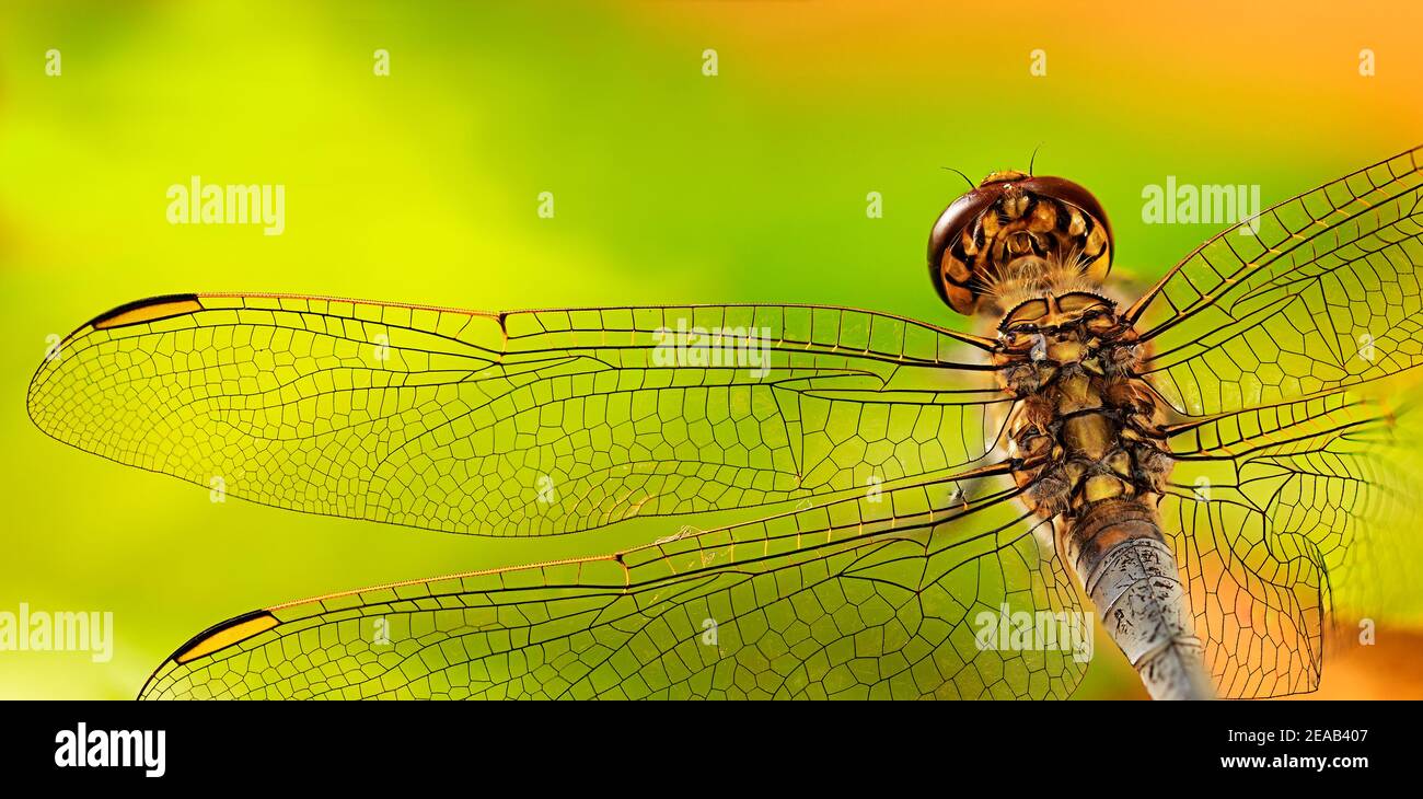 La tête, le corps et l'aile de Dragonfly sont directement au-dessus sur un fond vert et jaune vif Banque D'Images