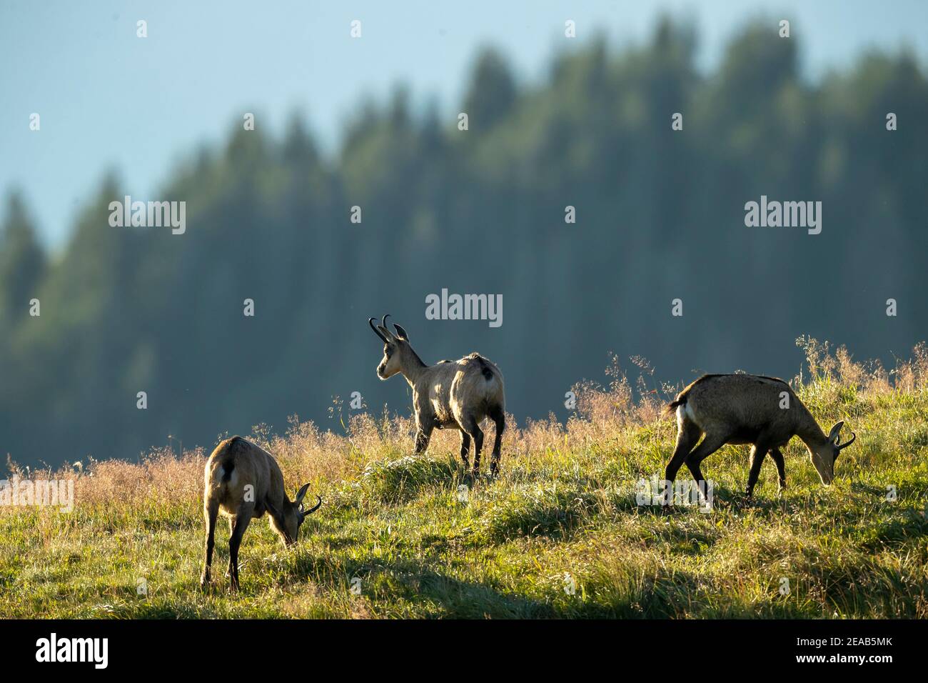 Chamois (Rupicapra rupicapra),, faune, Vosges, France Banque D'Images