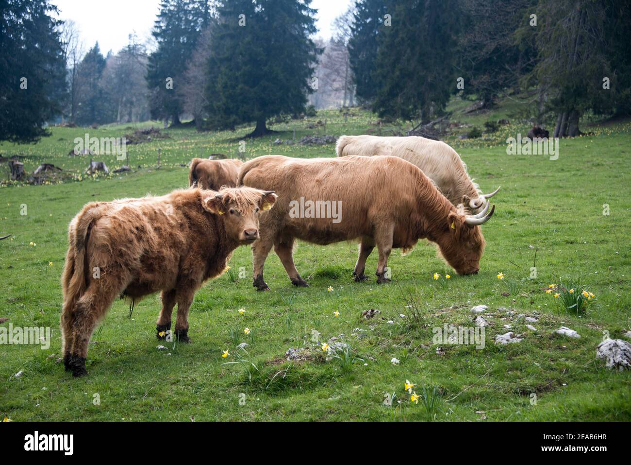 Bovins écossais de haute terre dans le Jura, Suisse Banque D'Images