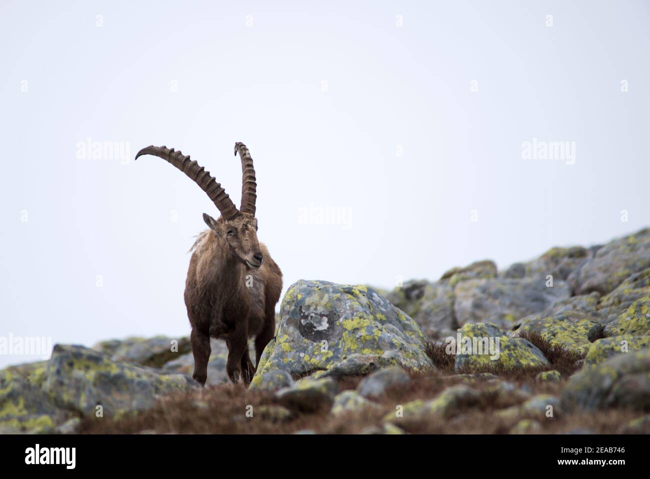 Ibex en haute montagne Banque D'Images