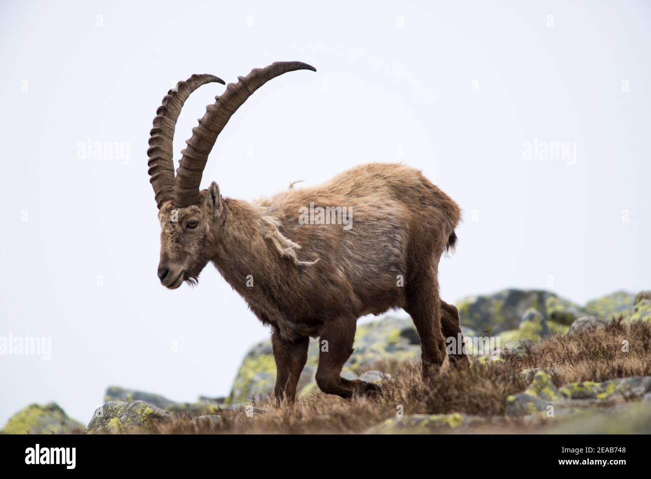 Ibex en haute montagne Banque D'Images