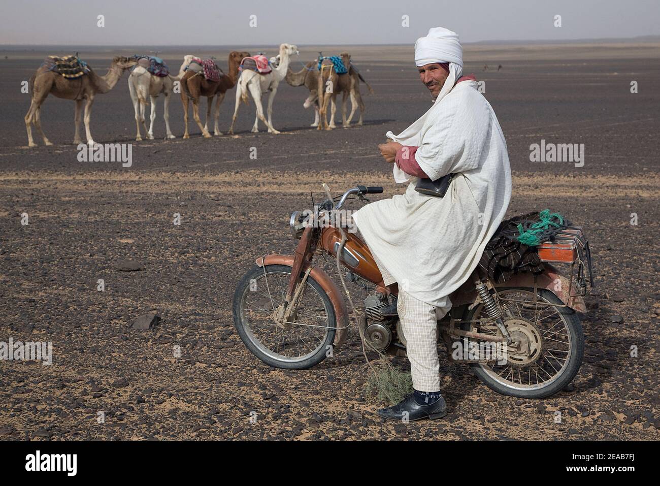 Moto et chameaux au Maroc Banque D'Images