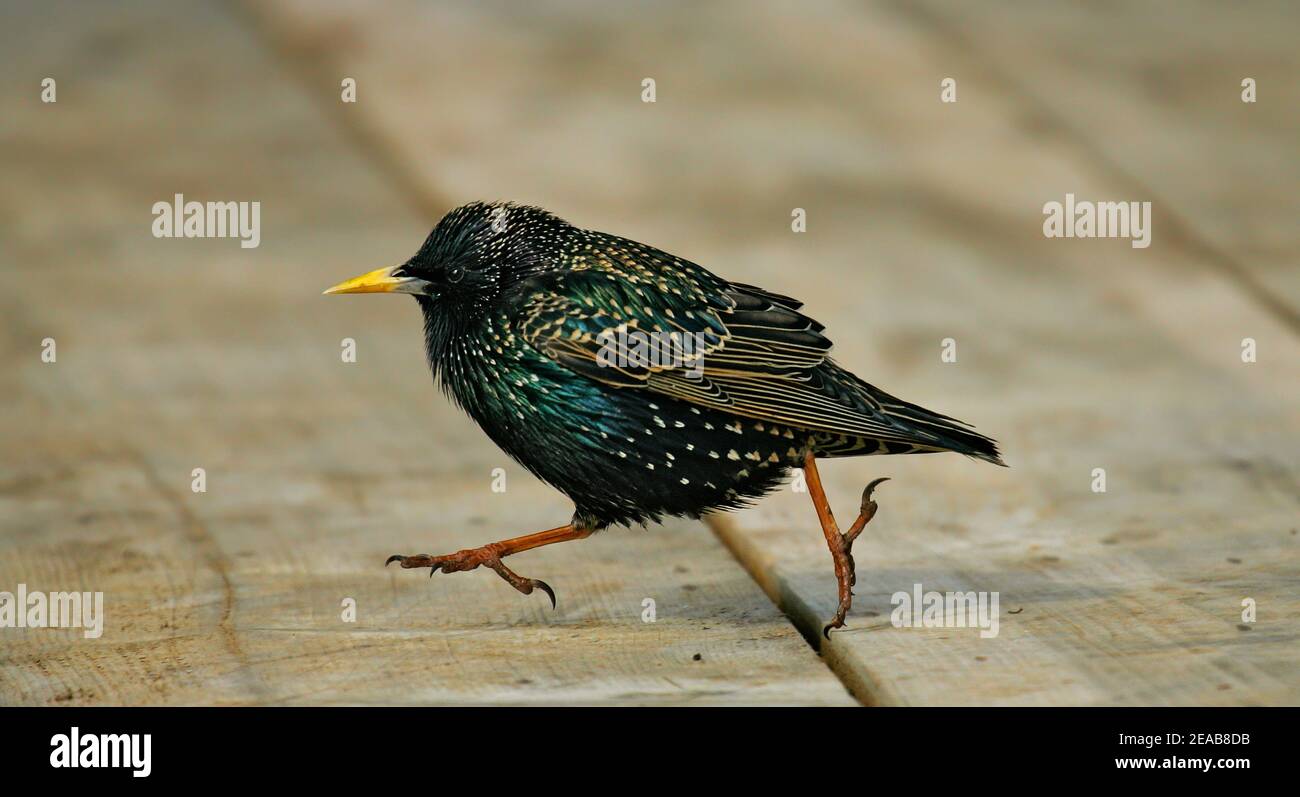 European Starling (Sturnus vulgaris), homme adulte courant sur parquet, Mer du Nord, Allemagne Banque D'Images