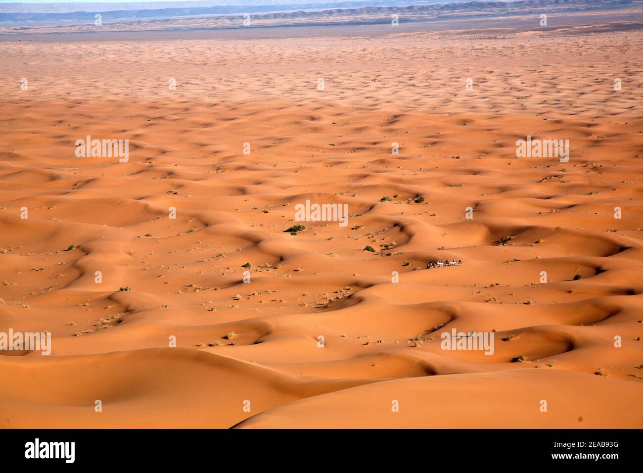 Randonnée à dos de chameau au Maroc Banque D'Images