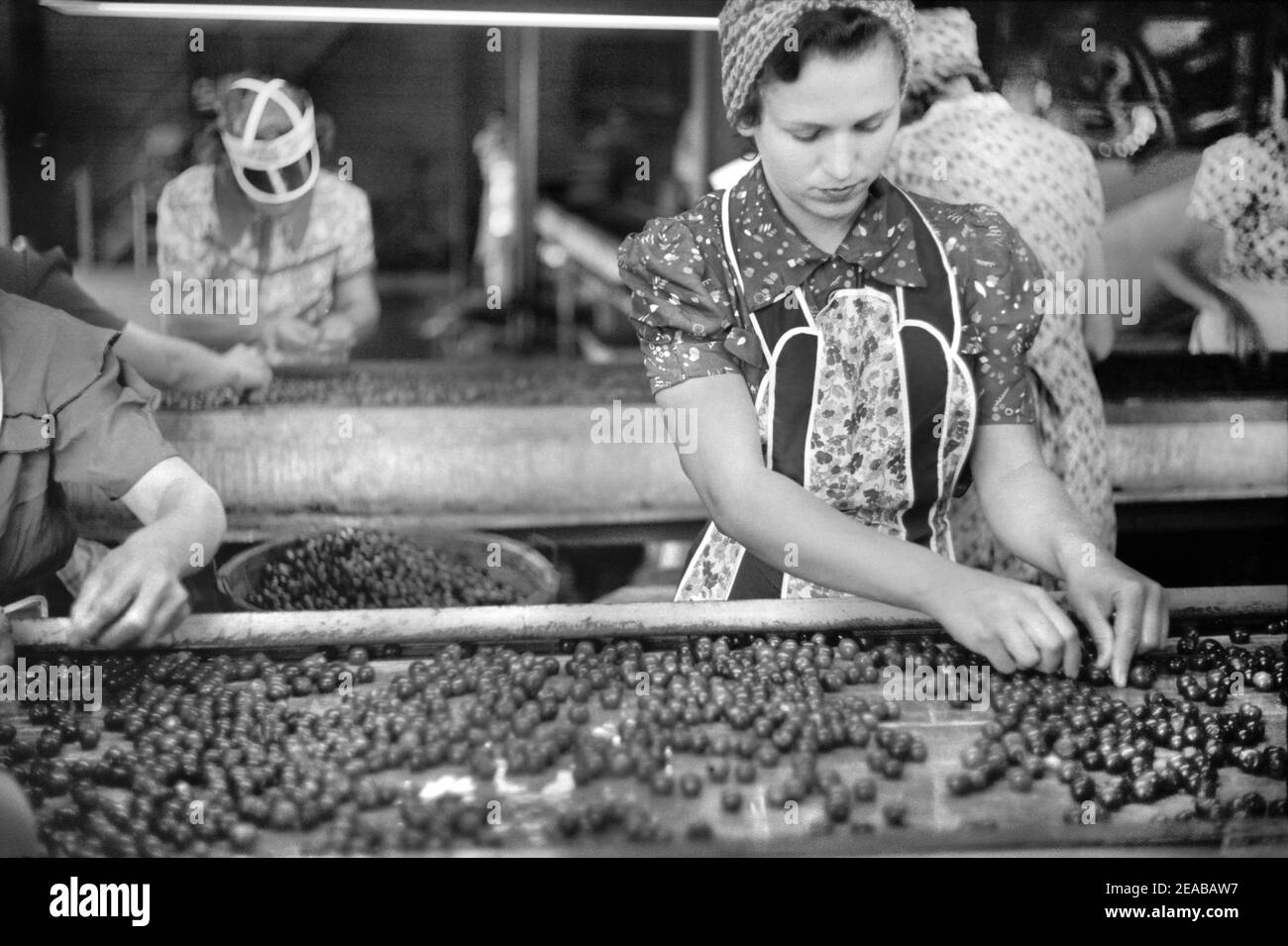 Travailleurs migrants à Cherry Canning Plant, comté de Berrien, Michigan, États-Unis, John Vachon pour l'administration de la sécurité agricole juillet 1940 Banque D'Images
