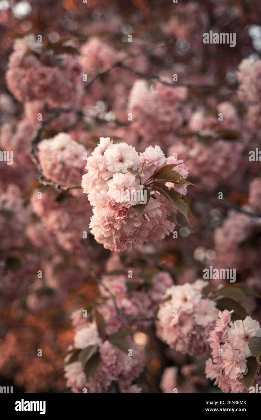 Baum, Kirschblüte, Sommer Banque D'Images
