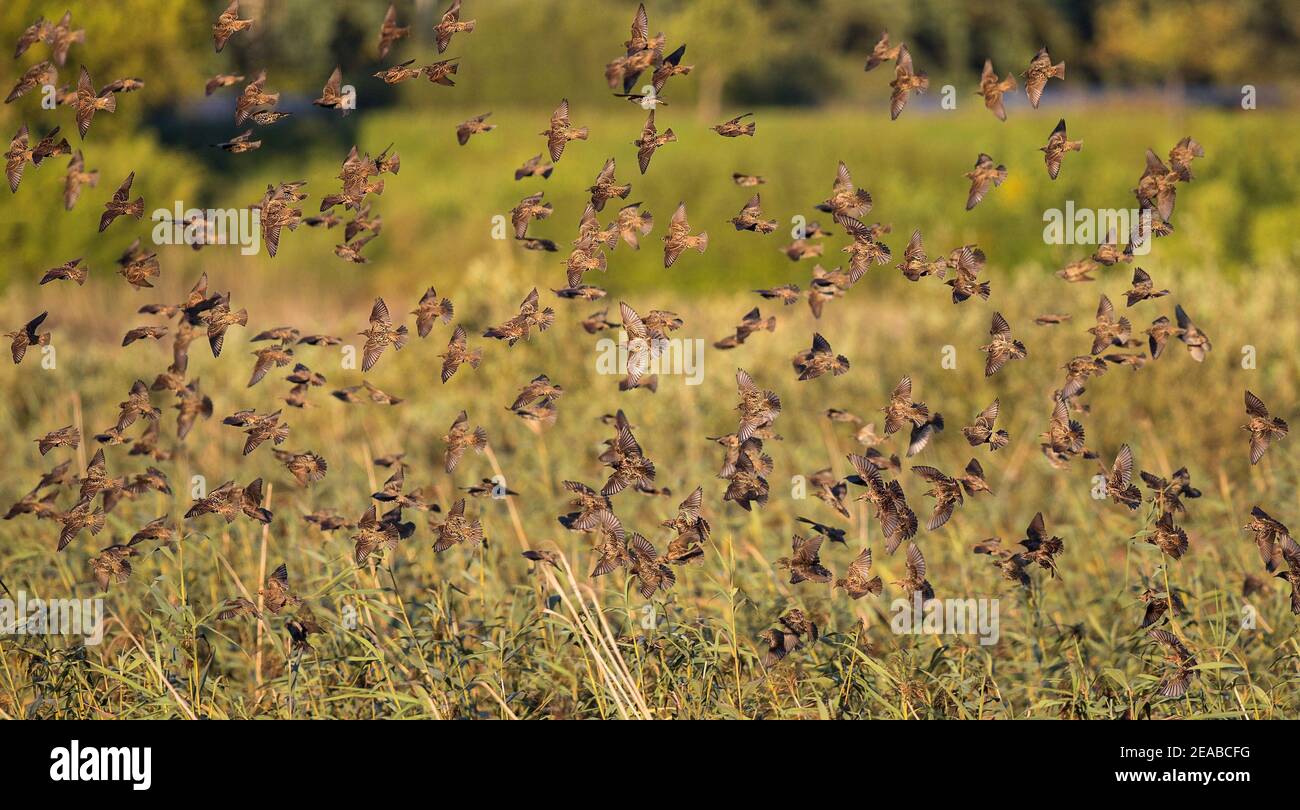 Starling européen (Sturnus vulgaris) murmuration d'un grand troupeau volant et atterrissage à la roôte dans les roseaux, Brandebourg, Allemagne Banque D'Images Starling européen (Sturnus vulgaris) murmuration d'un grand troupeau volant et atterrissage à la roôte dans les roseaux, Brandebourg, Allemagne Banque D'Images