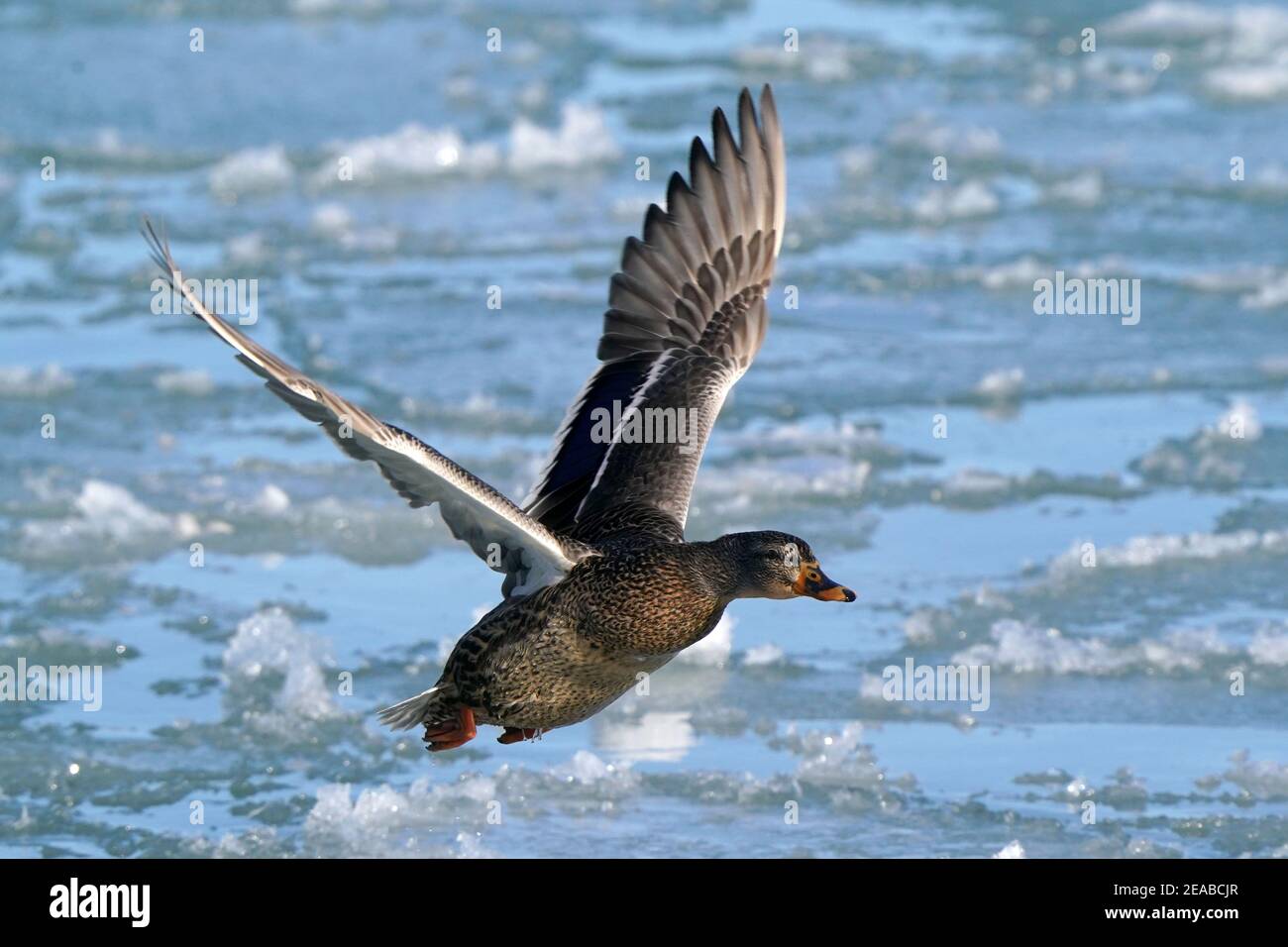 Canards colverts au lac en hiver Banque D'Images