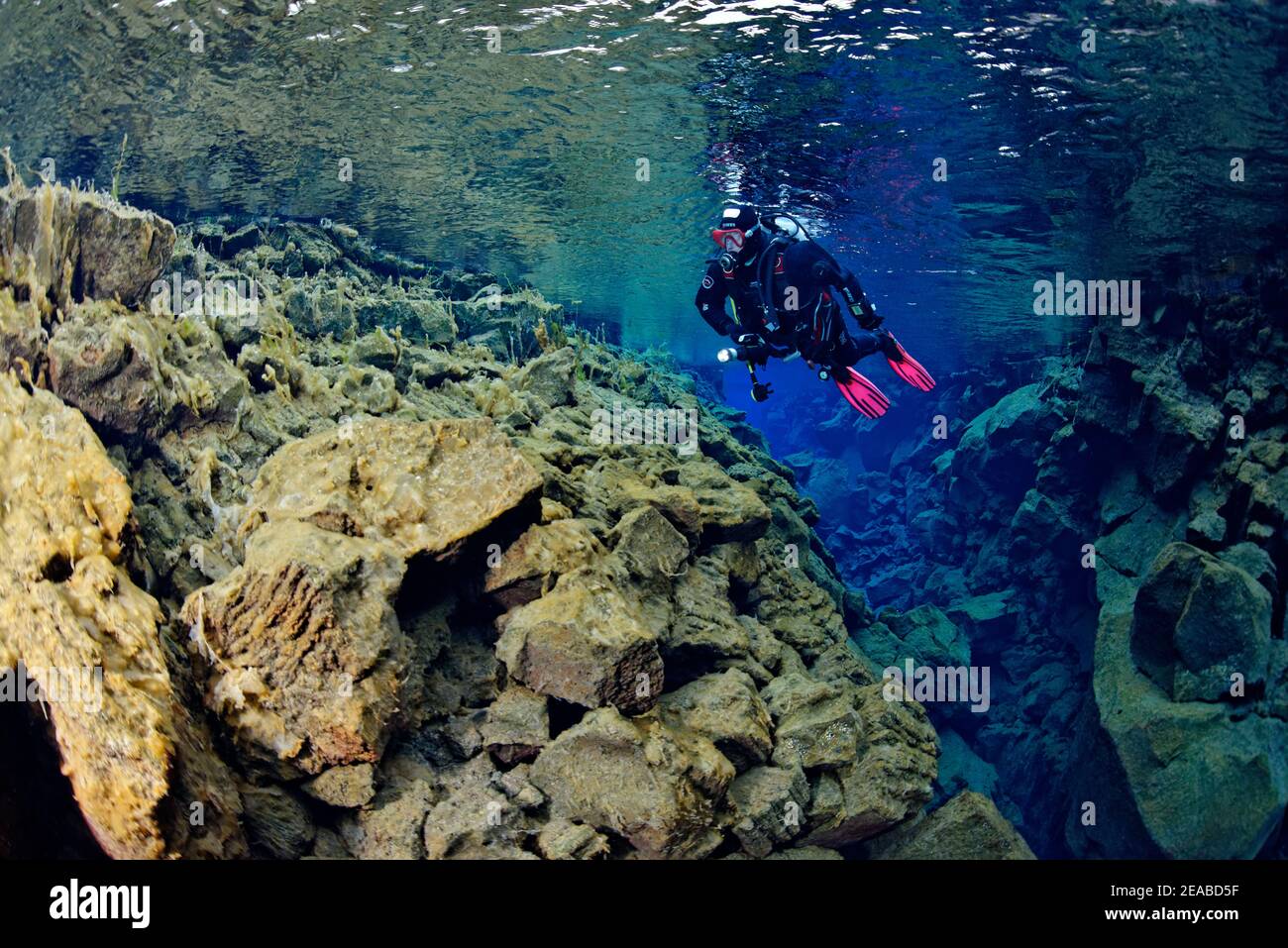 Silfra fissure, plongeur dans la fissure continentale Silfra, plongée entre les continents, Parc national de Thingvellir, Islande Silfra est une fissure, faisant partie de la frontière tectonique divergente entre les plaques nord-américaines et eurasiennes Banque D'Images