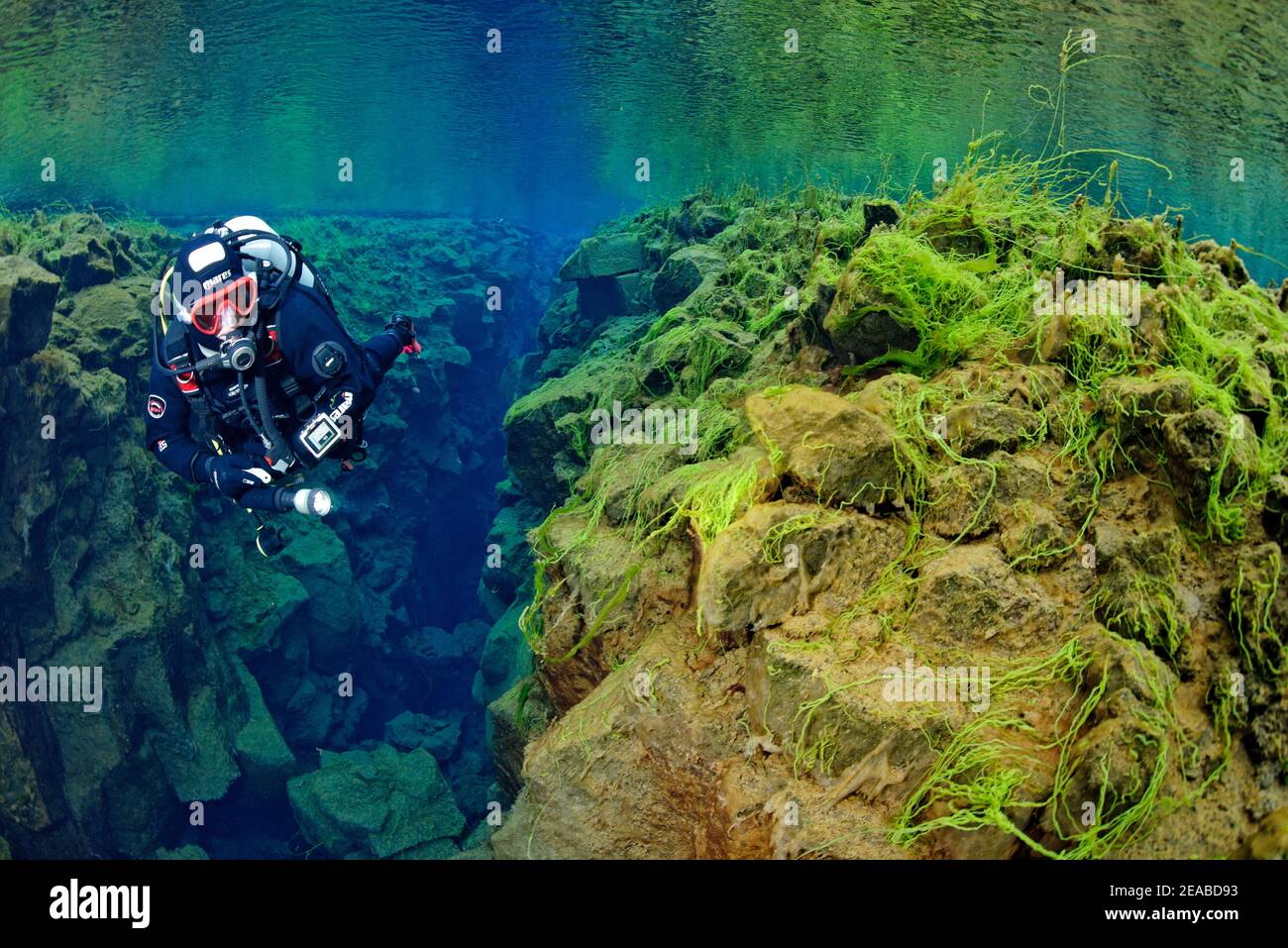 Silfra fissure, plongeur dans la fissure continentale Silfra, plongée entre les continents, Parc national de Thingvellir, Islande Silfra est une fissure, faisant partie de la frontière tectonique divergente entre les plaques nord-américaines et eurasiennes Banque D'Images
