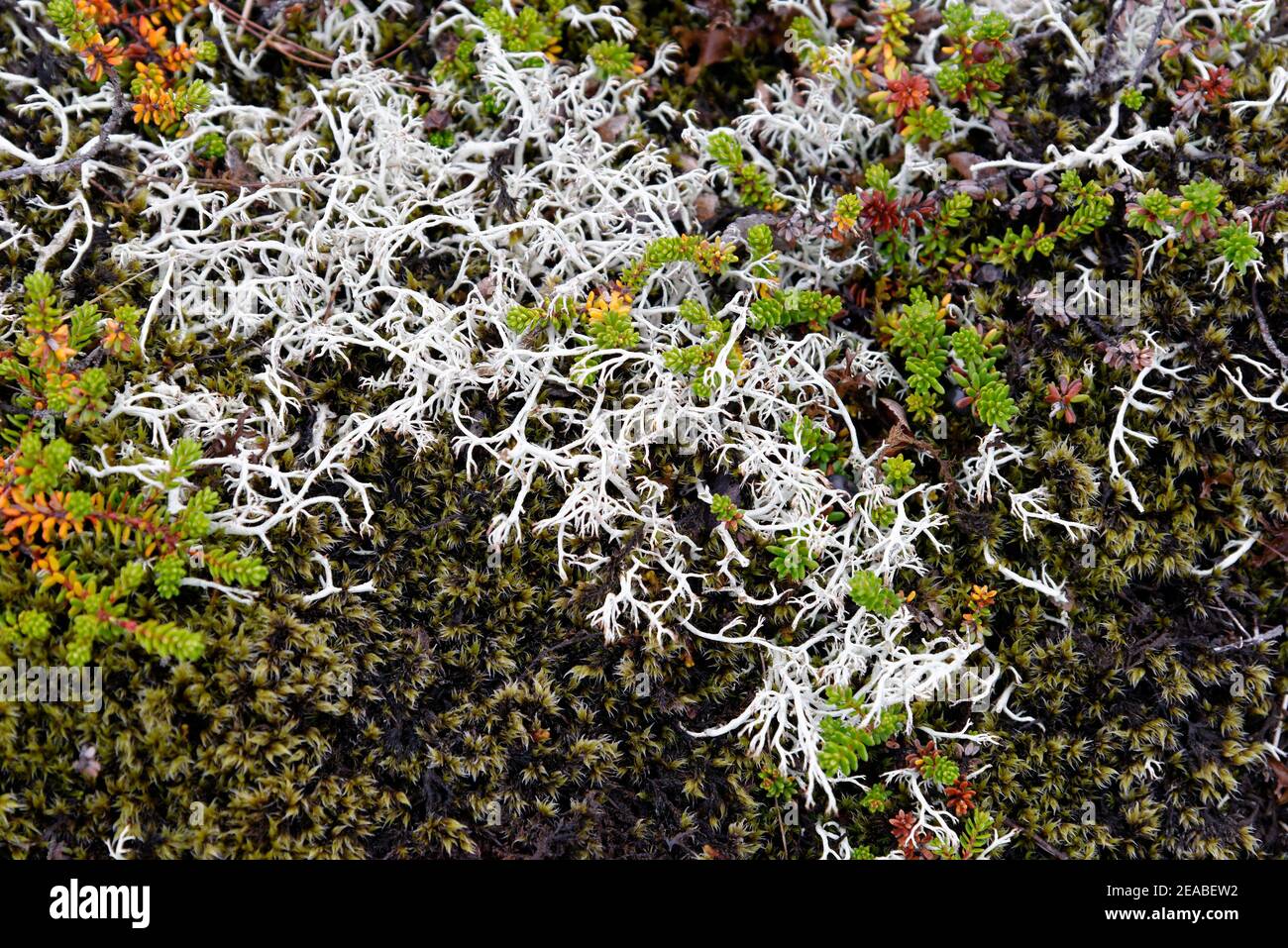 Lichen de renne commun (Cladonia portentosa), champ de lave du volcan Thrihnukagigur, Islande, Reykjavik Banque D'Images