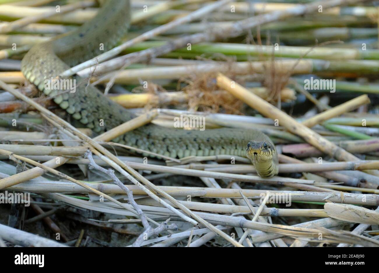 Serpent à herbe, natrix natrix Banque D'Images