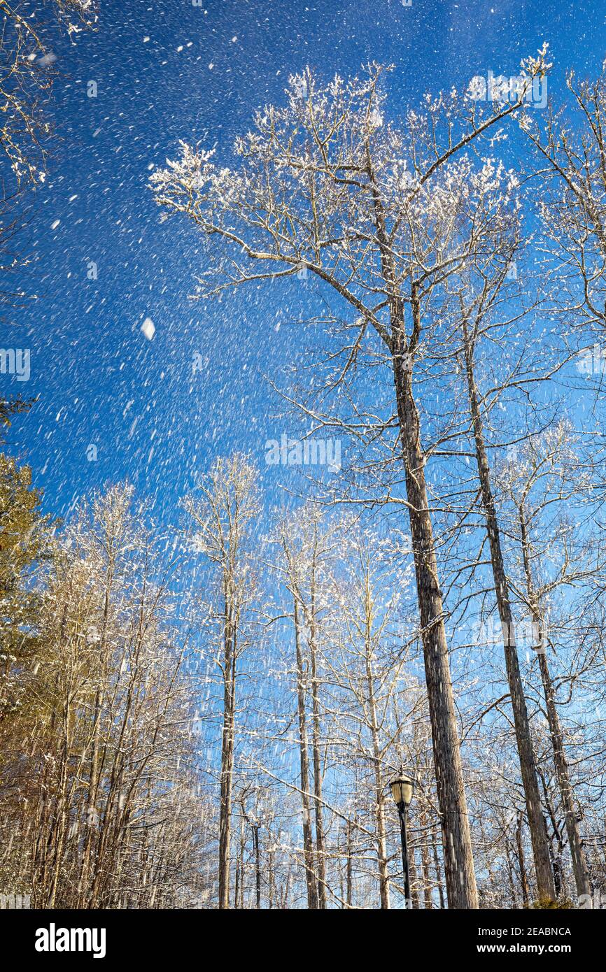 Neige tombant contre le ciel bleu et les arbres en hiver - Brevard, Caroline du Nord, Etats-Unis Banque D'Images