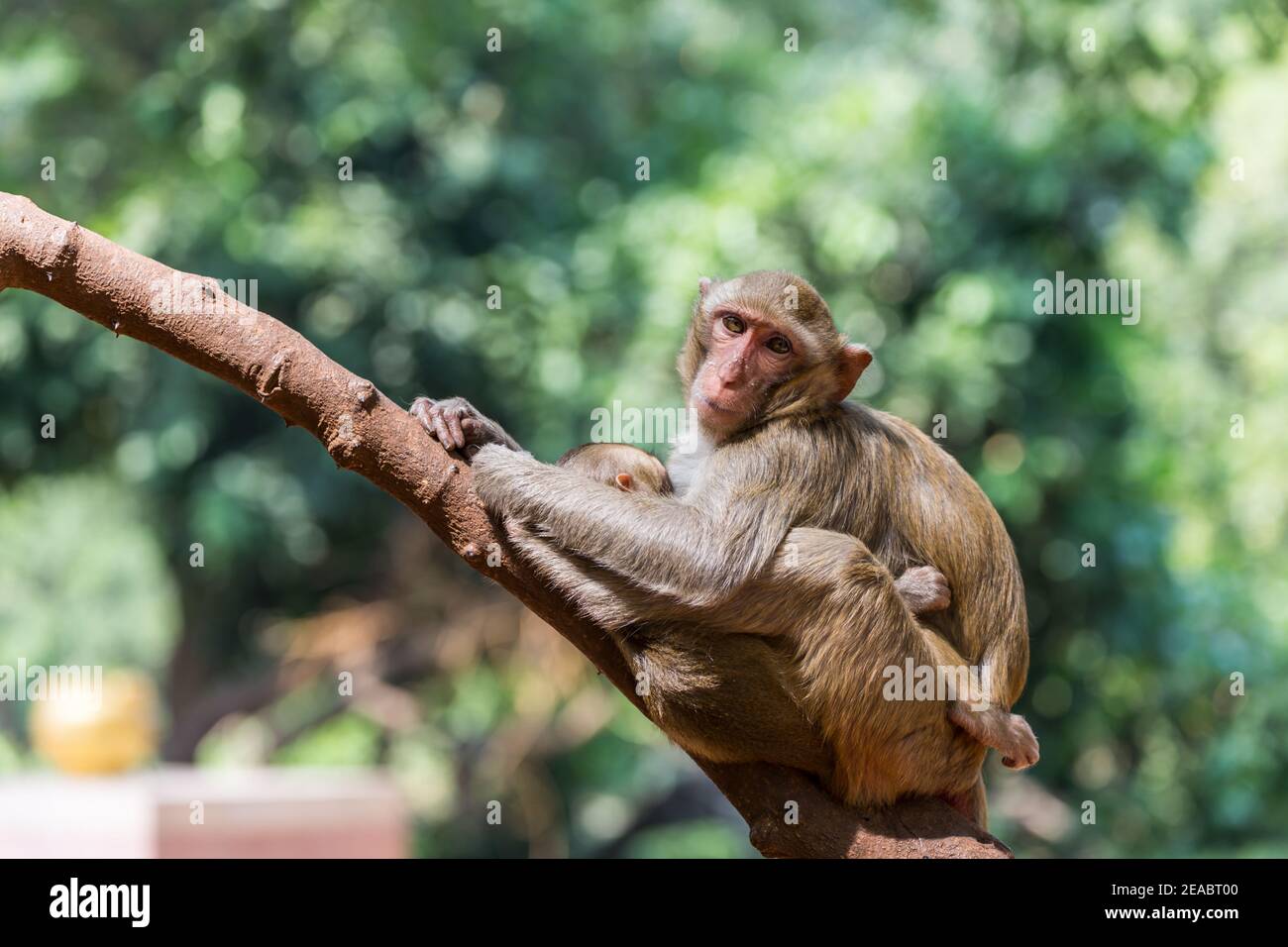mère singe avec bébé sur l'arbre Banque D'Images