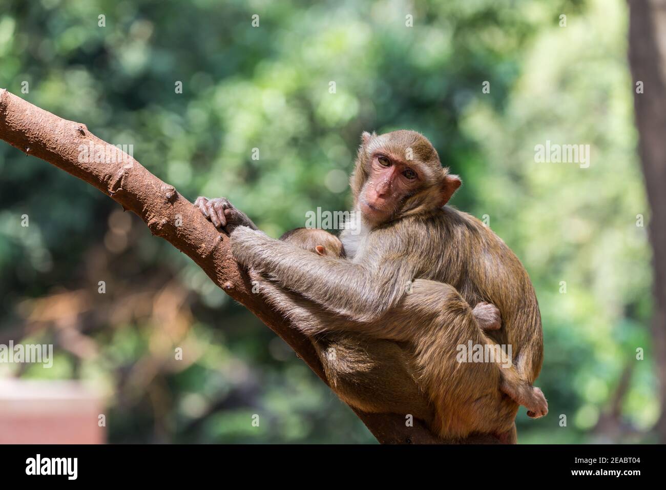 mère singe avec bébé sur l'arbre Banque D'Images