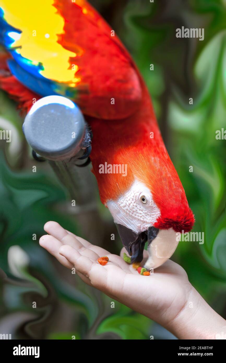 Un perroquet de la Macaw Scarlet prend la nourriture de la main d'un touriste à Jungle Island à Miami, Floride. Banque D'Images