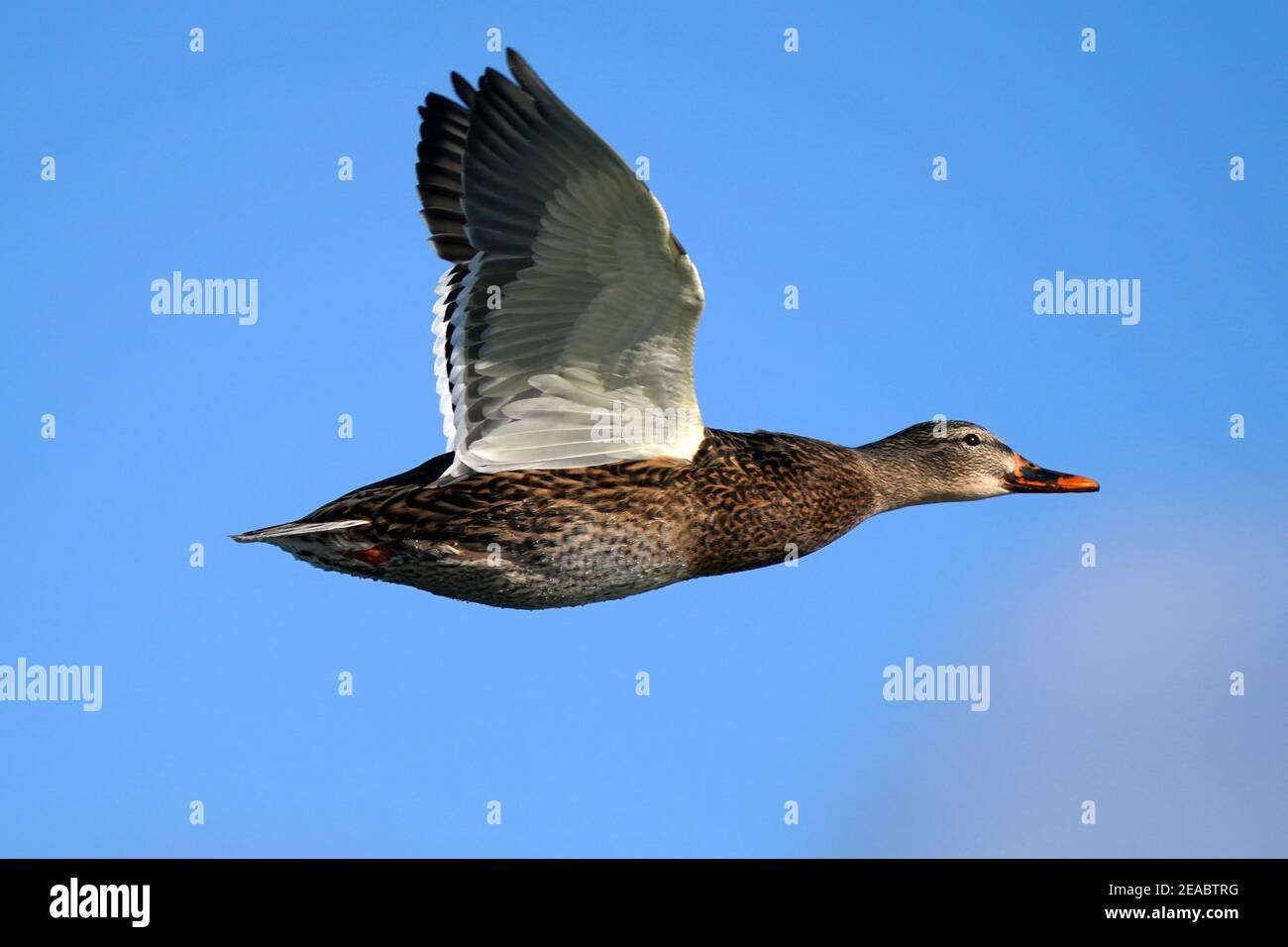 Porte-clés En Cuir PU Décoratif - Motif Canard Colvert Chasse - 15 Cm, 2 Anneaux Métalliques, Pendentif Pratique - 4