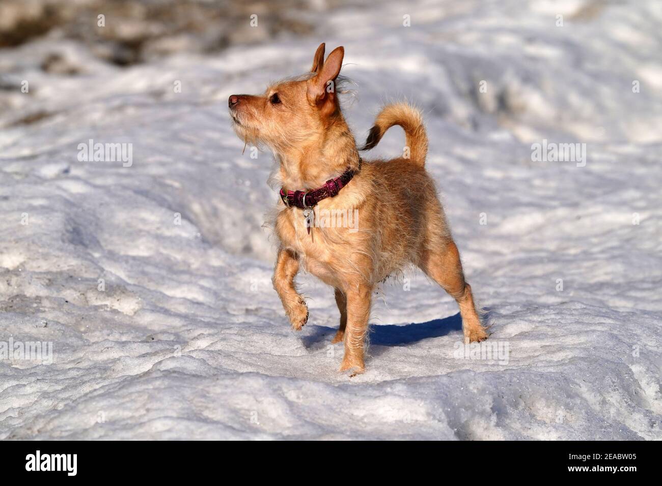 Jack Russel Terrier Cross Banque D'Images