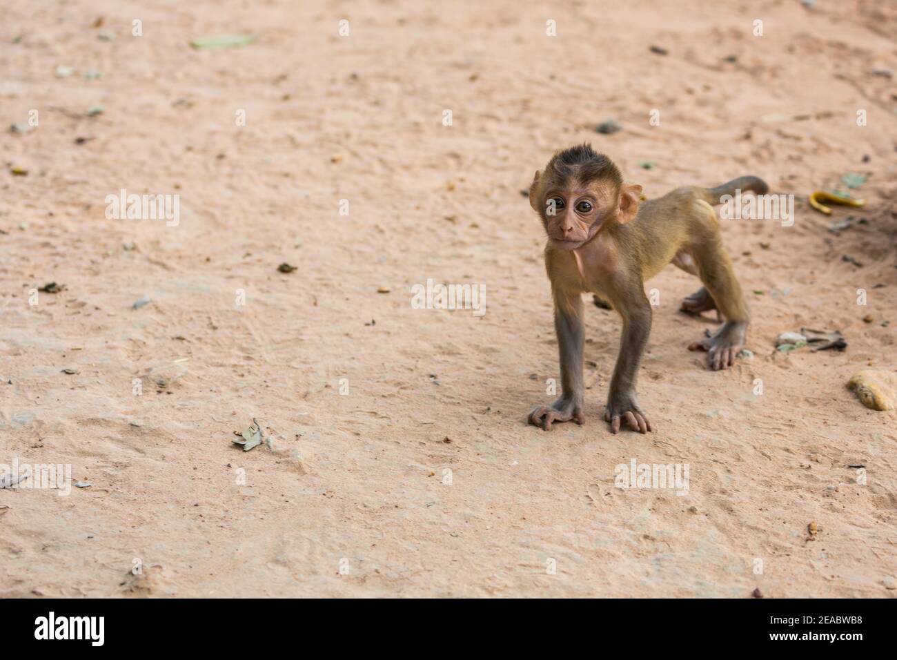 Bébé singe à la recherche de mère sur le sable Banque D'Images