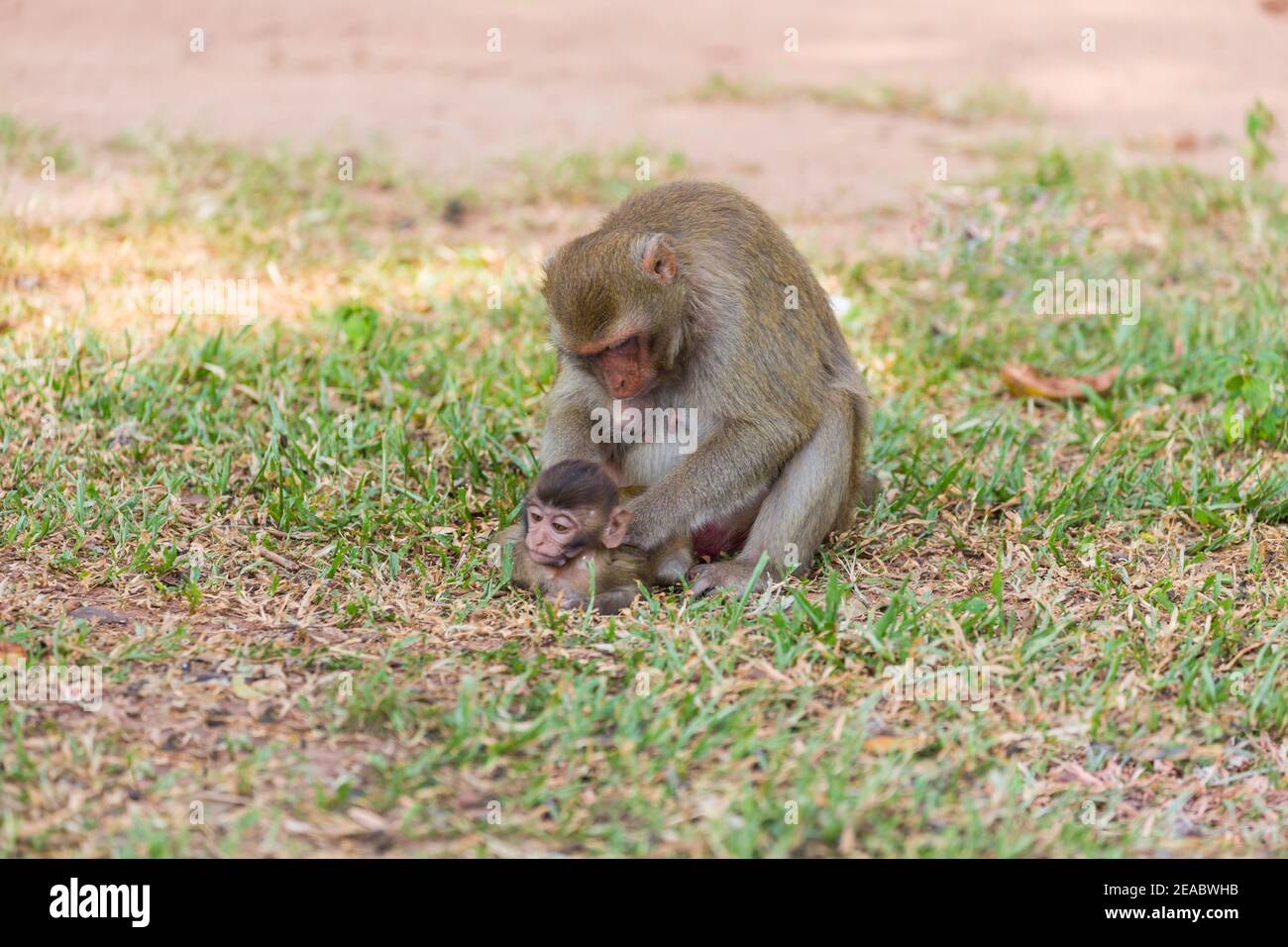 Mère singe trouver la maison et la cuisine pour bébé singe sur l'herbe Banque D'Images