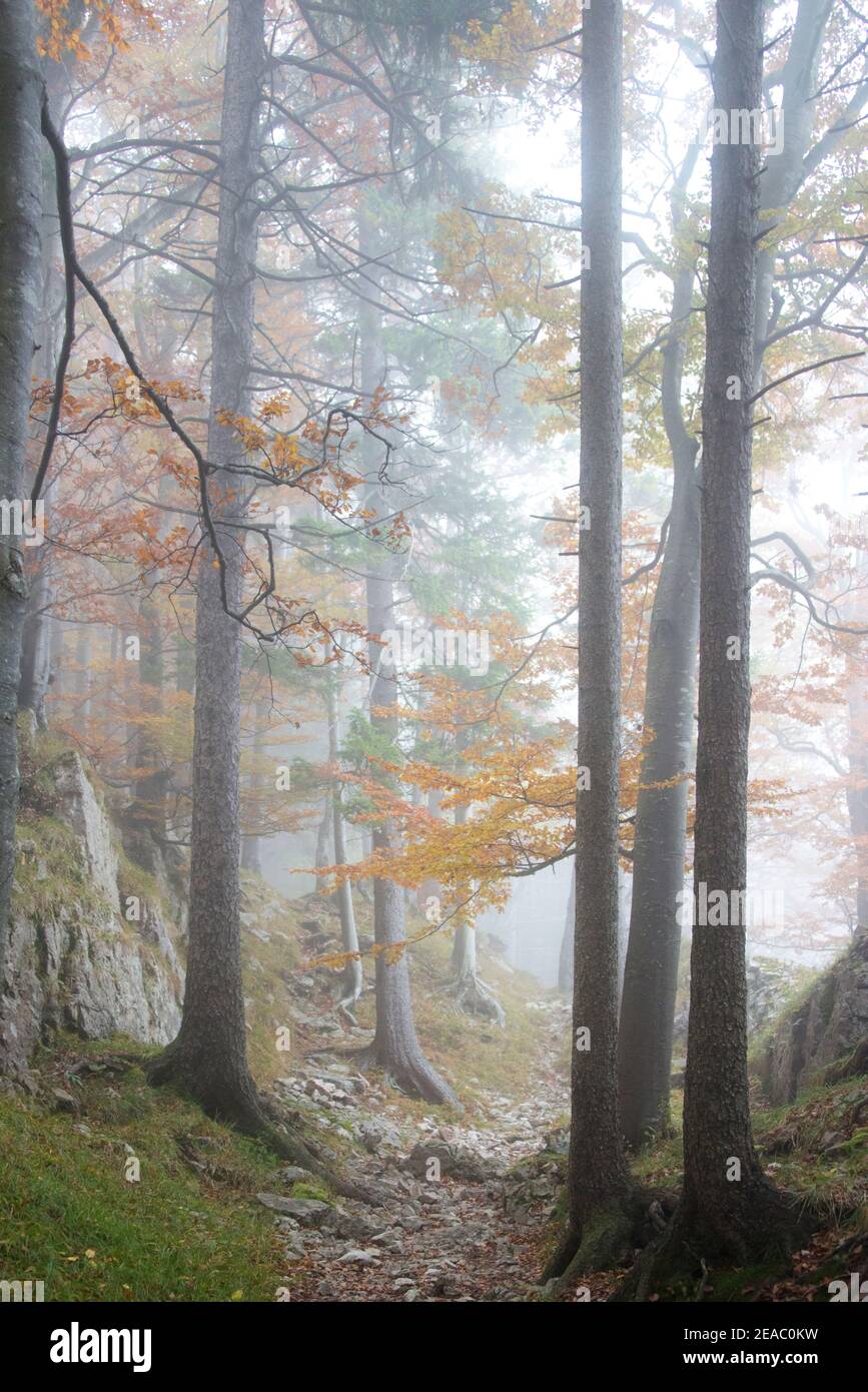 Forêt d'automne dans le brouillard Banque D'Images