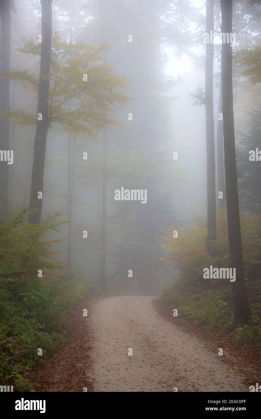 Forêt d'automne dans le brouillard Banque D'Images