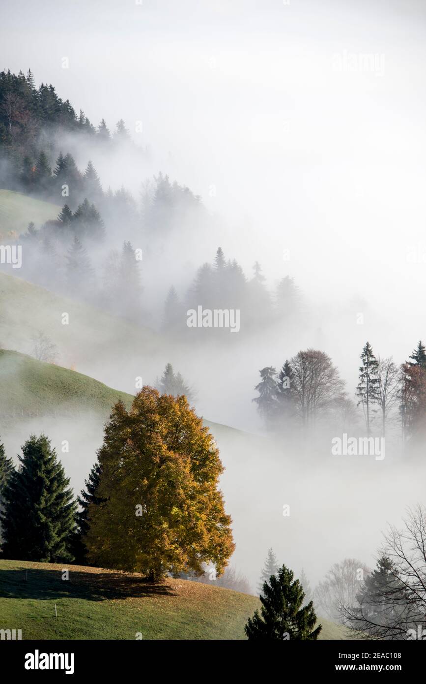 arbre jaune sur la ligne de brouillard Banque D'Images