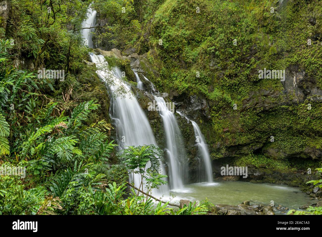 Chutes d'eau dans la forêt tropicale - VUE rapprochée d'une cascade à plusieurs niveaux à l'intérieur d'une forêt pluviale dense, sur le côté de la route vers Hana. Maui, Hawaï, États-Unis. Banque D'Images