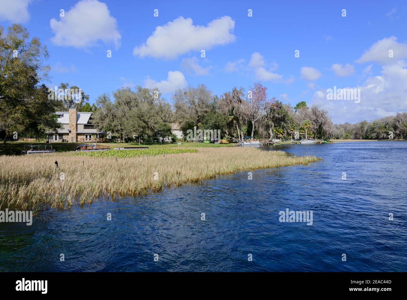 Rainbow River avec zone de rivage et ciel bleu avec des nuages de temps équitable, Dunnellon, Marion County, Floride, États-Unis Banque D'Images
