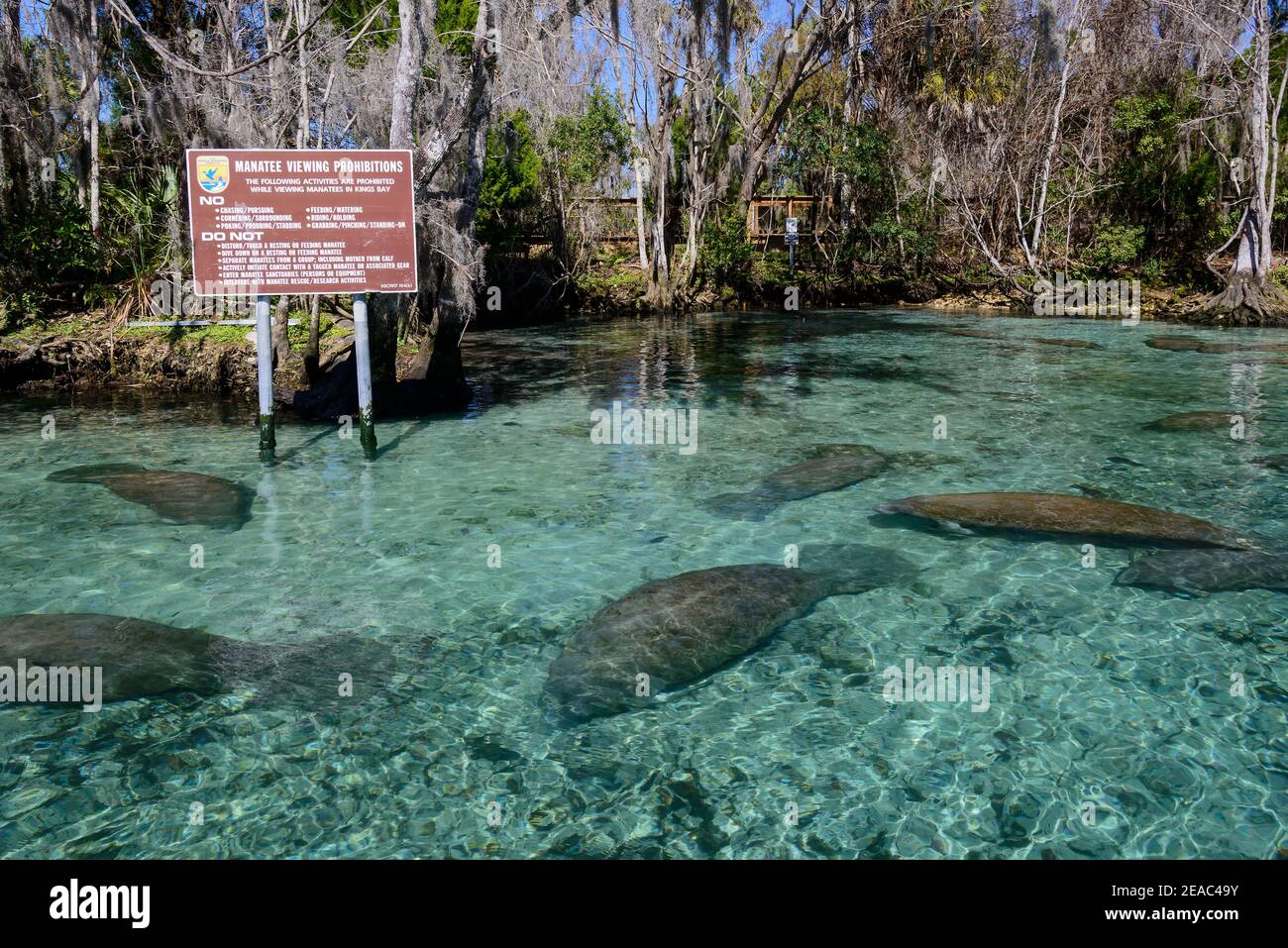 Lamantins de Floride (Trichechus manatus latirostris) en sanctuaire à trois Sœurs, trois Sœurs, Kings Bay, Crystal River, Citrus County, Floride, États-Unis Banque D'Images