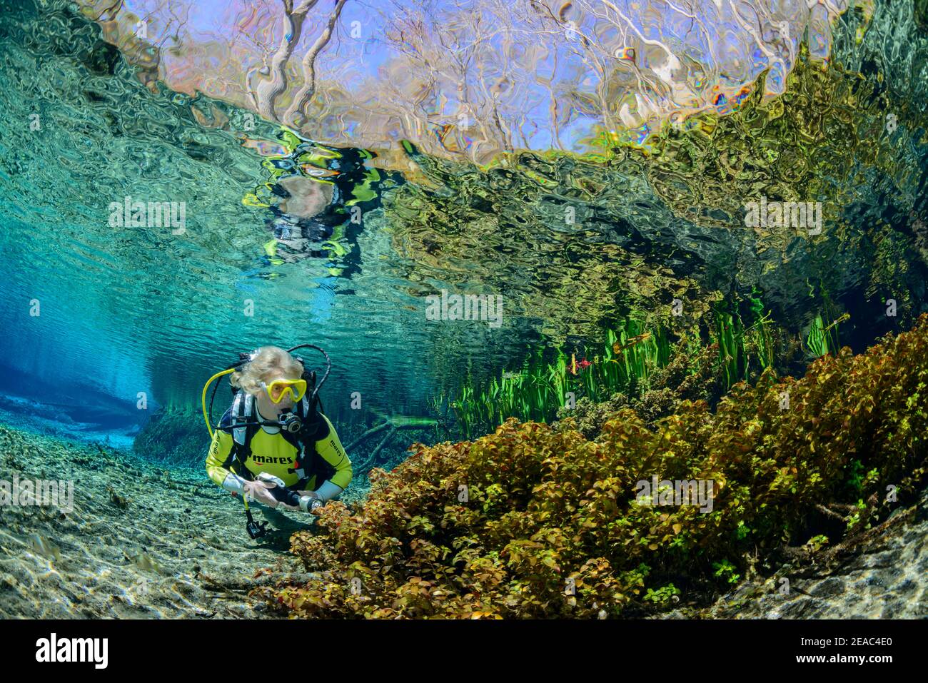 Plongeur dans le pot de source clair de cristal de Ginnie Springs, High Springs, Gilchrist County, Floride, États-Unis Banque D'Images