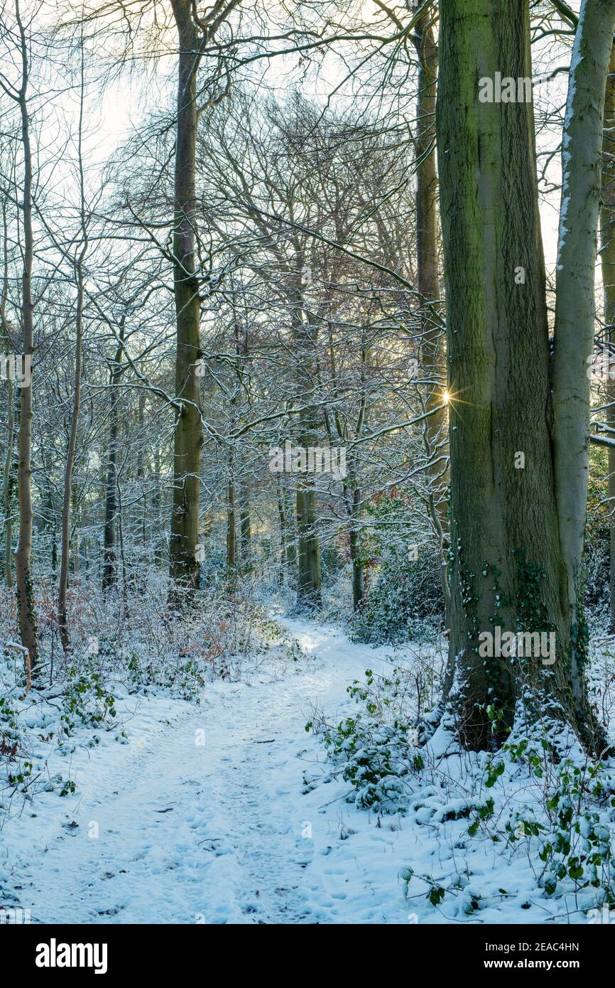 Soleil matinal le long d'un sentier boisé dans la neige. Près de Chipping Norton, Cotswolds, Oxfordshire, Angleterre Banque D'Images