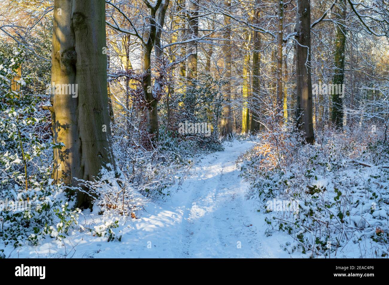 Soleil matinal le long d'un sentier boisé dans la neige. Près de Chipping Norton, Cotswolds, Oxfordshire, Angleterre Banque D'Images