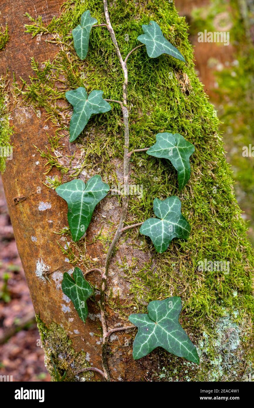 Ivy sur arbre, Kastel-Staadt, Vallée du Saar, Rhénanie-Palatinat, Allemagne Banque D'Images