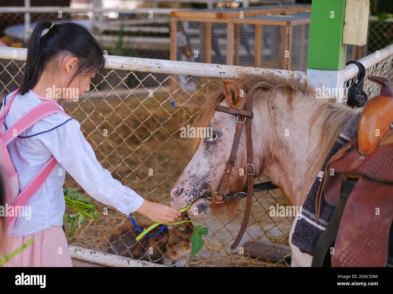Une jeune fille asiatique mignonne nourrit des feuilles d'un poney brun dans une ferme. Banque D'Images