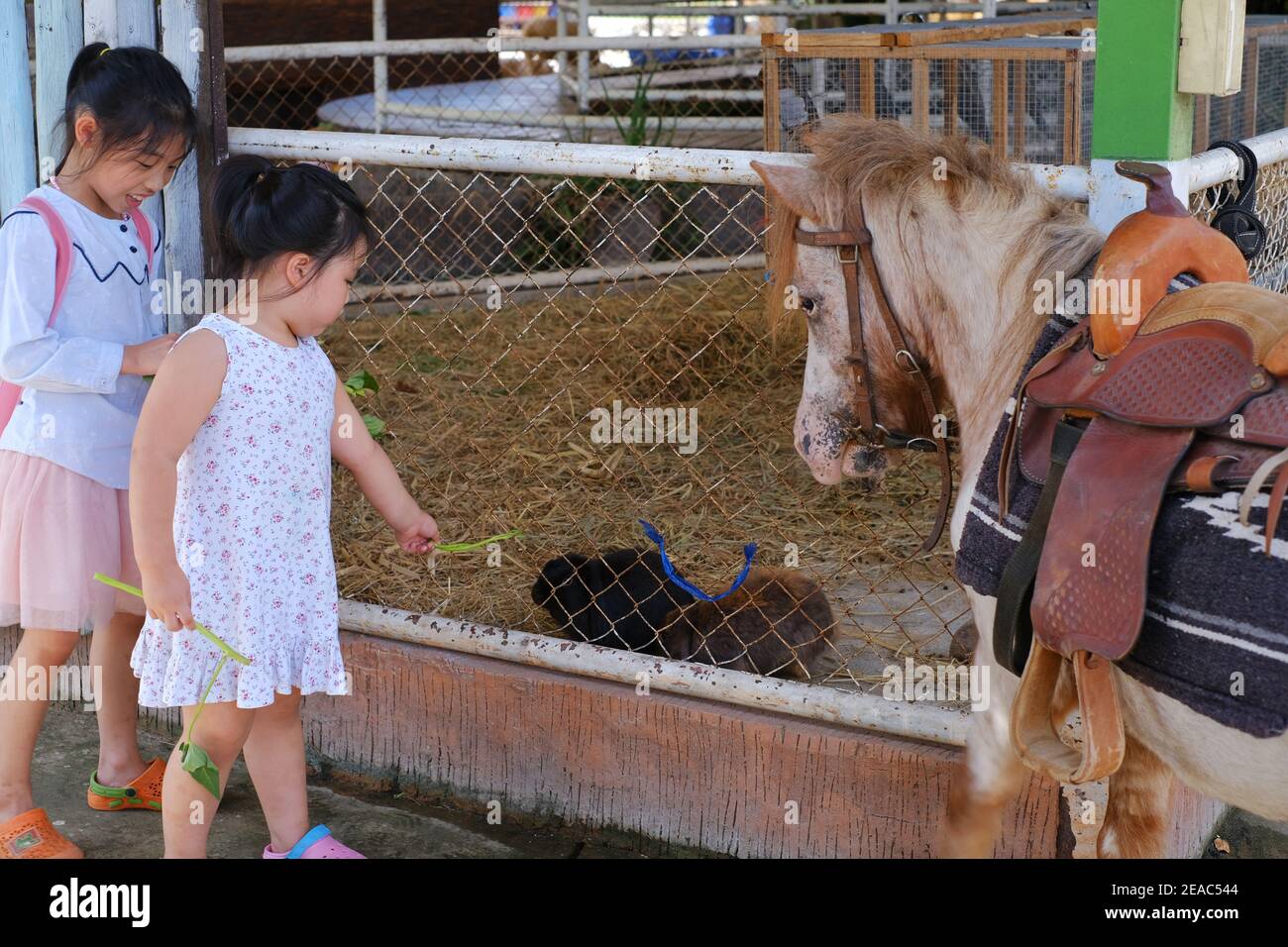 Deux jeunes filles asiatiques mignons nourrissent des légumes à un petit cheval et quelques lapins dans un zoo pour enfants. Banque D'Images